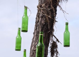 Der Flaschenbaum